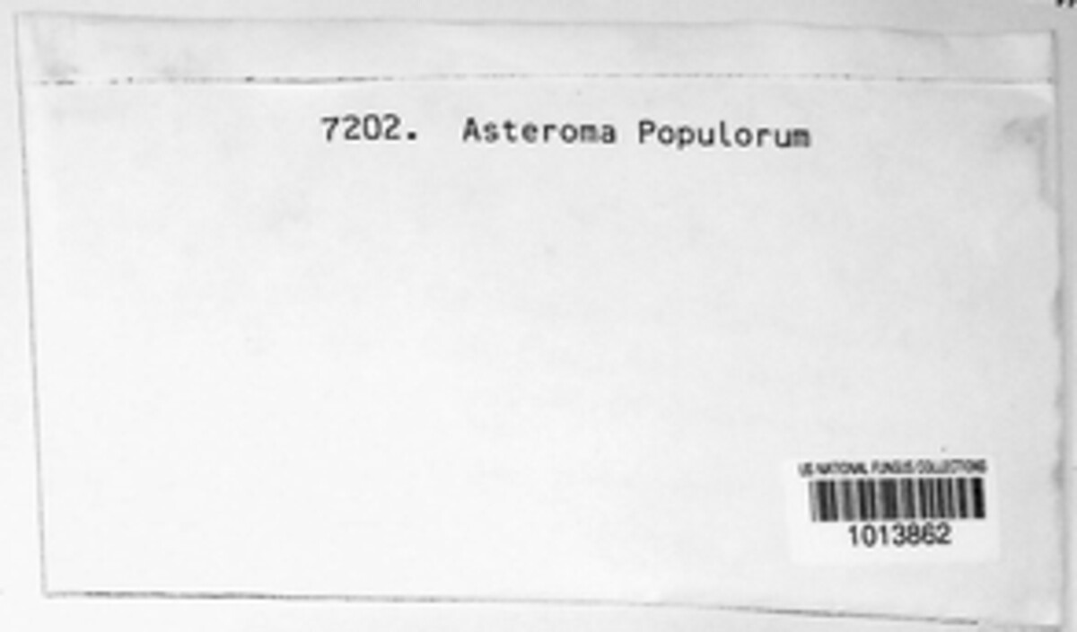 Asteroma populorum image